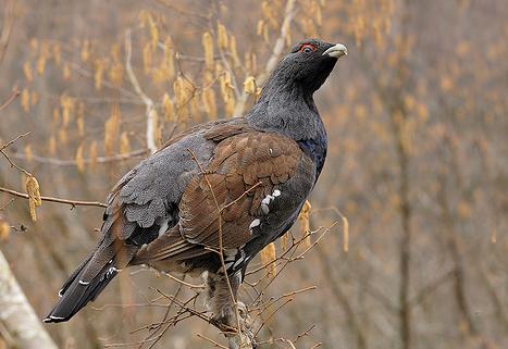 El proyecto Life Plus para la conservación del urogallo invertirá en Cantabria más de 1