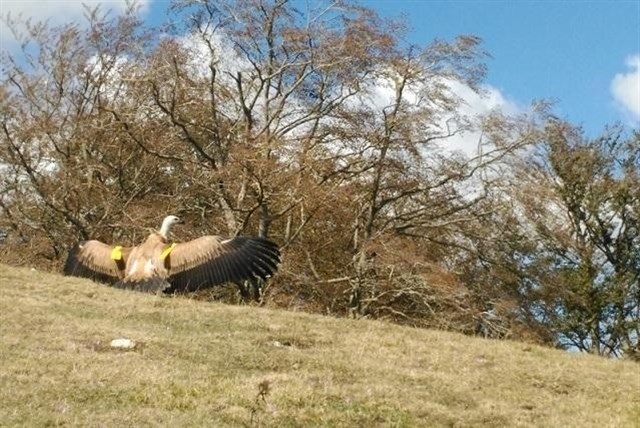 Suelta de dos buitres leonados en Unzá