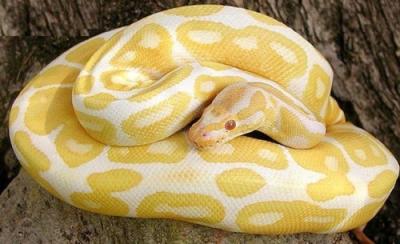 Encuentran en una calle de Ibiza una pitón albina de dos metros