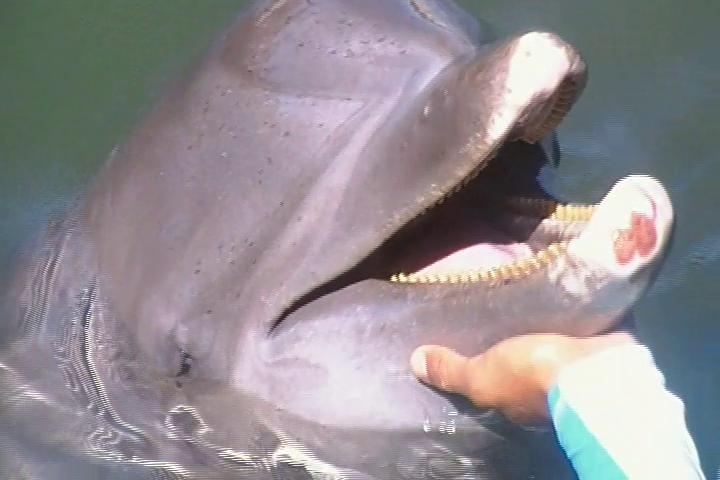 NO a las ‘cárceles’ de delfines