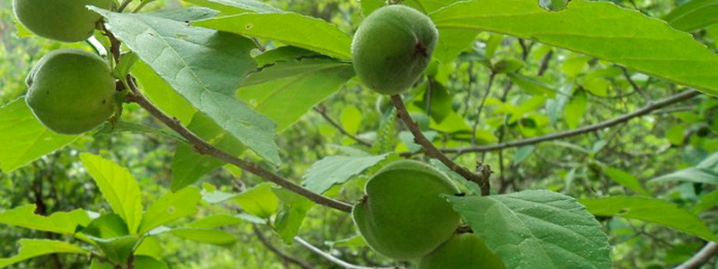 Descubren cuatro nuevas especies de insectos