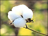 Bayer quiere cultivar algodón MG en la UE