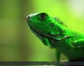 Documental Riqueza Viva refleja la importancia de la biodiversidad de América Latina y el Caribe