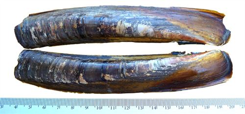 Nueva especie de navaja procedente de la Isla de Terranova
