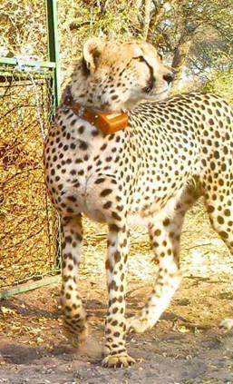 Después del león ‘Cecil’