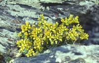 Un mapa etnobotánico para Andalucía