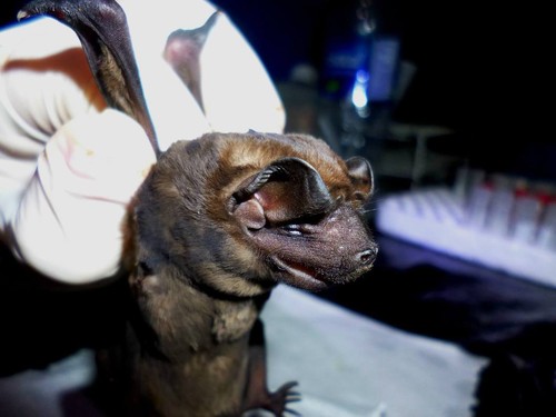 Investigadores de la UCR refutan que los murciélagos ayuden a propagar el dengue