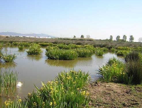 Ecologistas critican la exclusión del Delta del Llobregat de las ayudas agrícolas europeas