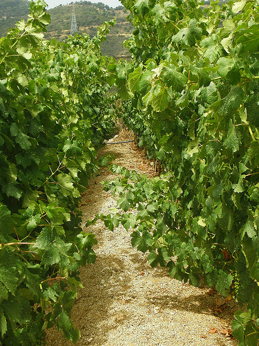 170.000 euros en ayudas para mejorar la producción ecológica en Andalucía