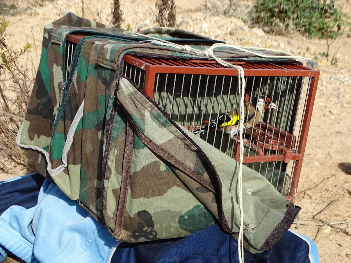 "ANSE pide al Consejero de Medio Ambiente el cese inmediato de las capturas de fringílidos tras la Moción de la Asamblea"