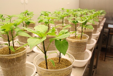 Proyectos sobre agricultura