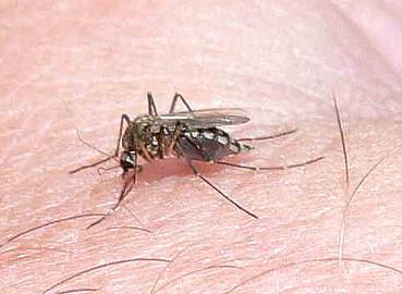 Los españoles convivirán con insectos que transmiten enfermedades tropicales