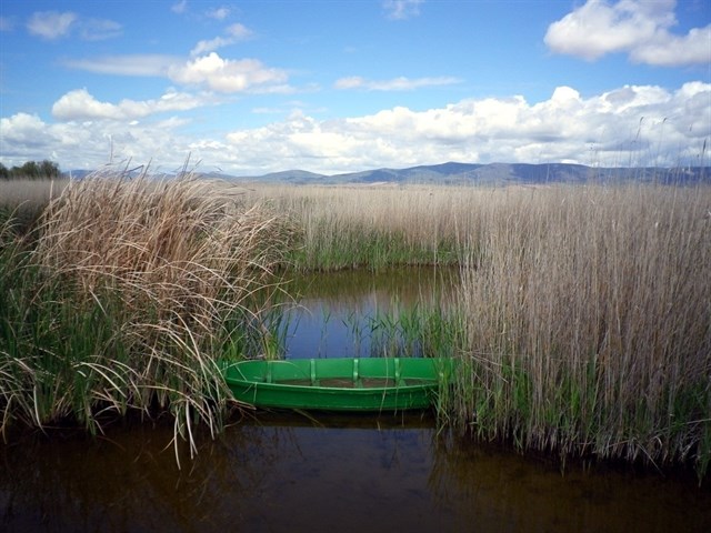 Las Tablas de Daimiel tienen turbidez en sus aguas