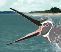 Descubren el fósil de un pingüino gigante de plumas marrones y grises