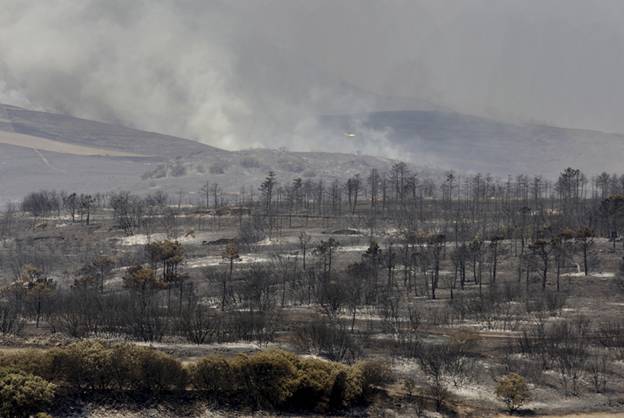 Parque Natural del Moncayo recuperará el monte incendiado de Talamantes
