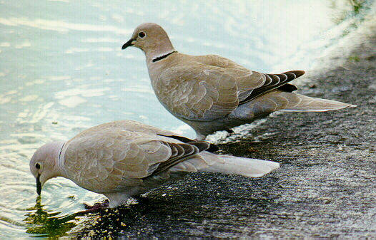 La evolución de algunas aves puede ser dirigida y acelerada por los cambios de comportamiento
