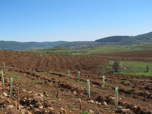 Viglya se suma a la reforestación realizada por Bosques Sostenibles en Valdeolea