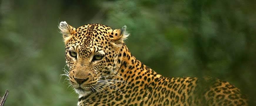 Gabón firma un acuerdo con donantes para hacer frente a la deforestación y reducir sus emisiones de carbono