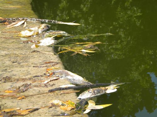 Razonablemente satisfactoria la cifra de mortandad de peces y aves acuáticas en Andalucía