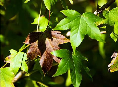 Cinco municipios participarán en una iniciativa para el control y el ahorro energético