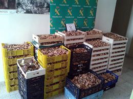 Decomisados en Soria 450 kilos de setas y boletus recolectados ilegalmente