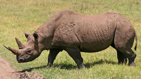 25 mil animales y plantas están en peligro de extinción