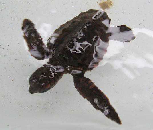 Liberan cinco ejemplares de tortuga boba en el litoral de Málaga