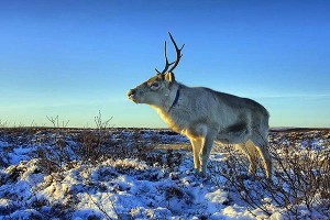 La migración del Caribú del Ártico en Alaska afectada por el cambio climático