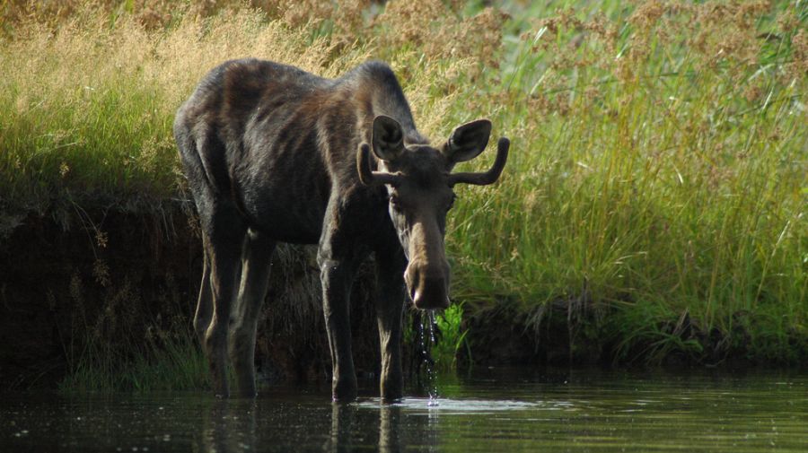 El 50% de las especies del planeta se están desplazando por calentamiento global