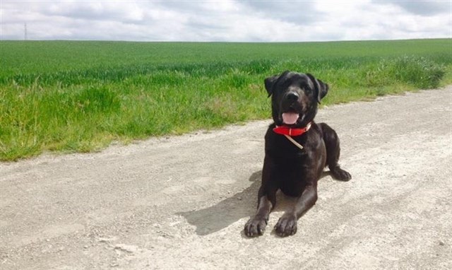 Los animales ya no son ‘cosas’