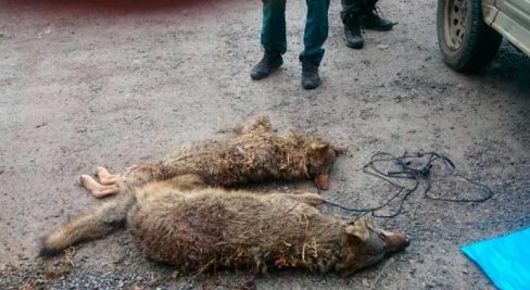 Asturias ‘asesina’ lobos injustificadamente