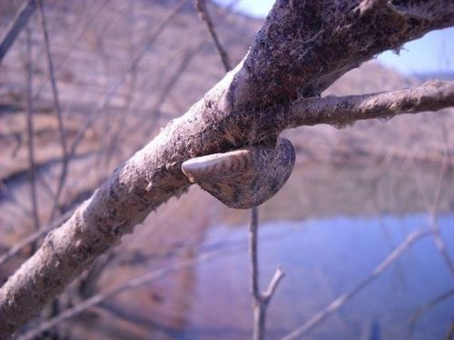 El control del mejillón cebra