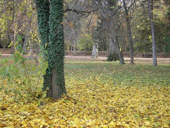 Aranjuez implementará un sistema de tratamiento de varias zonas de monte para reducir riesgo de incendios forestales