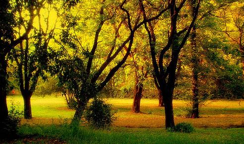 Los clientes de Caja Navarra podrán compensar las emisiones de CO2 a través del Depósito Copenhague