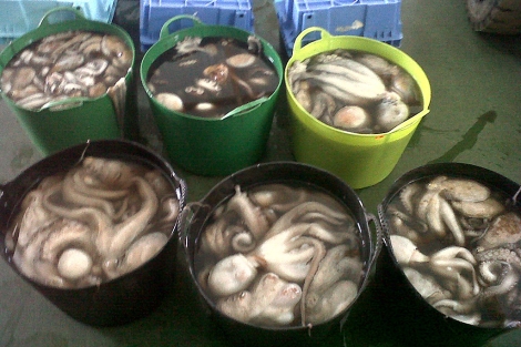 Incautan en el Puerto de Benicarló 120 kilos de pulpo capturados en época de veda