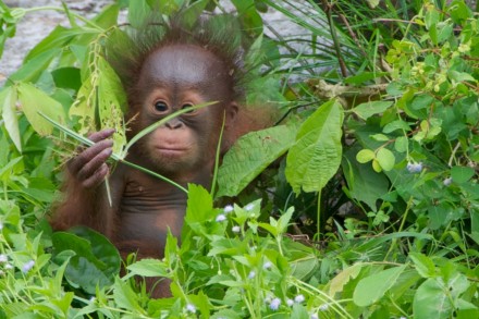 Efectos de la pérdida de biodiversidad