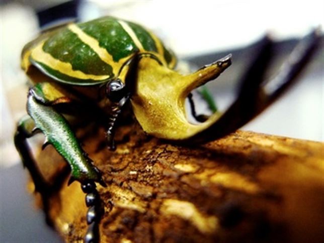 Insectos y crustáceos son ‘parientes’ cercanos