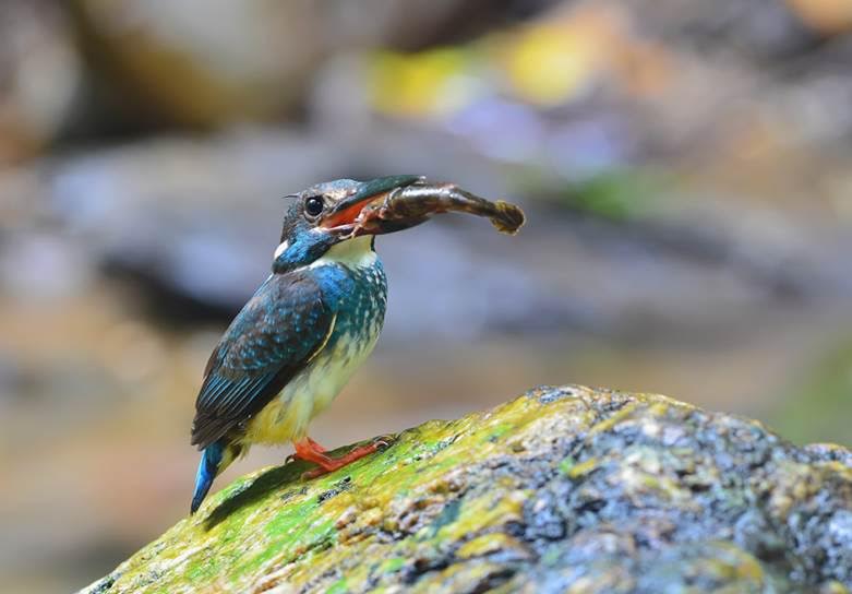 La nueva Lista Roja Mundial de las Aves