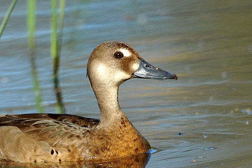 Argentina estudian a fondo la dieta del Pato Cutirí para preservarlo
