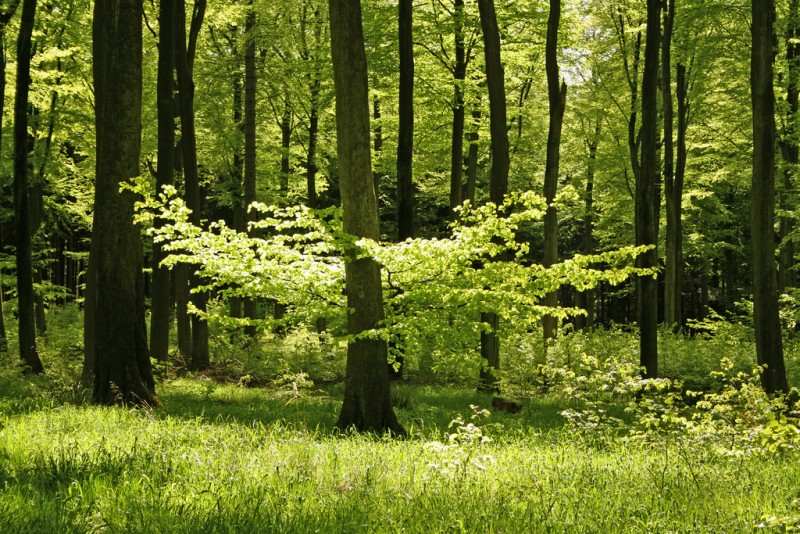 Año Internacional de los Bosques