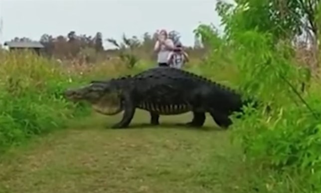 Estados Unidos. Este caimán de casi 4 metros de largo se pasea por Florida (VIDEO)