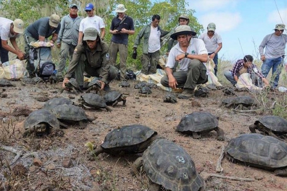 Ecuador. Liberan 190 tortugas gigantes en las Islas Galápagos