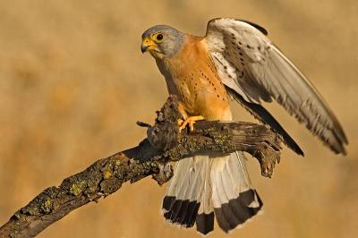 Premiado un proyecto sobre la conservación del cernícalo primilla