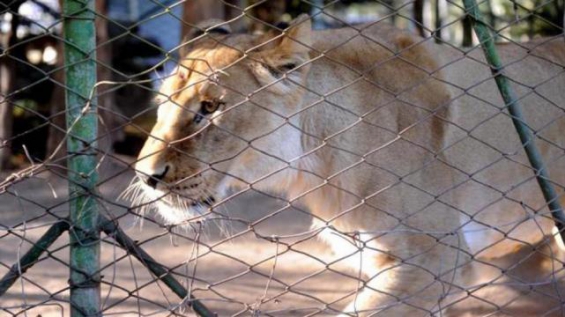 Trasladan a la leona Baguira a la reserva de San Pedro de Colalao