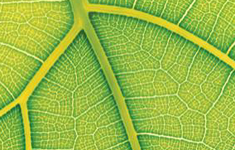 Hojas artificiales para producir energía ecológica