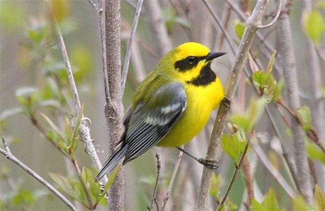 Las aves ‘intuyen’ los tornados
