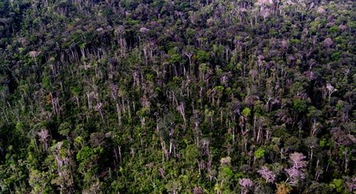 Alarma por el riesgo de sequía en la selva amazónica