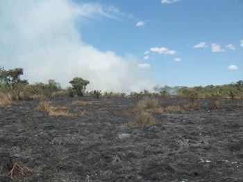 Impiden deforestación en la zona del Abra Tanchipa