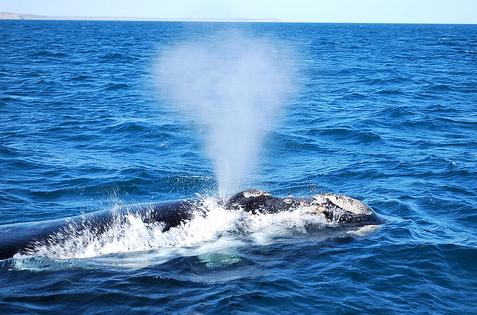 WWF: La reunión de la Comisión Ballenera en Agadir está resultando decepcionante
