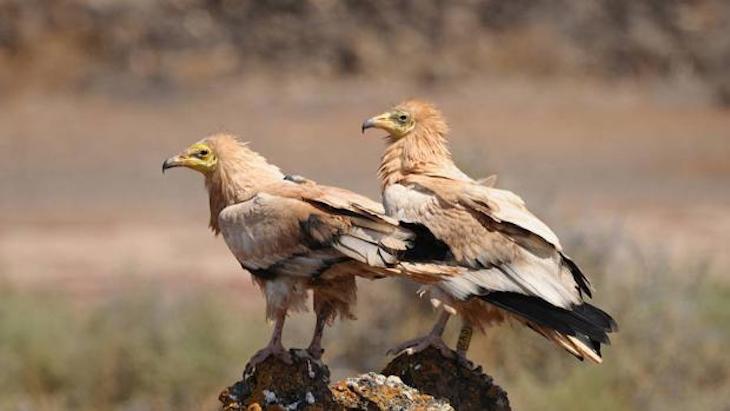 SEO/BirdLife: no a la eólica Maya